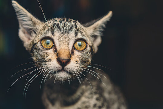 Thai cat bite their fingers and play with love , Kitten funny face at home , beloved pet concept.

