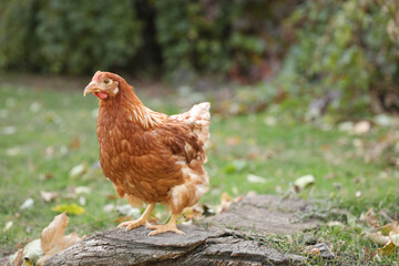 Beautiful chicken in yard on farm. Domestic animal