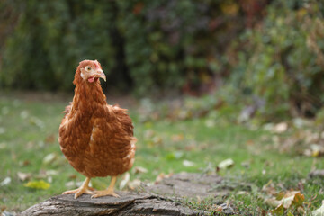 Beautiful chicken in yard on farm. Domestic animal