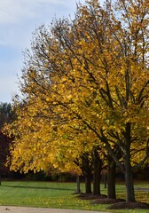 Fototapeta premium Autumn trees in the park