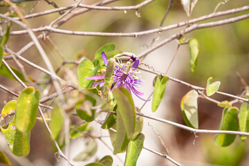 Passionfruit Flower Exotic