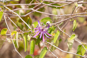 Passionfruit Flower Exotic