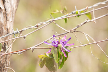 Passionfruit Flower Exotic