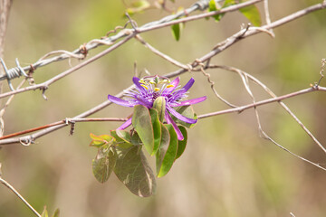 Passionfruit Flower Exotic