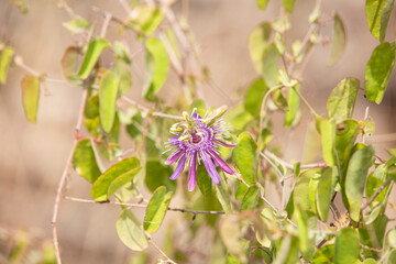 Passionfruit Flower Exotic