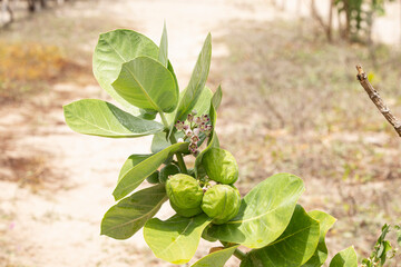 Sand flowers