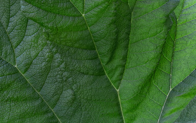 green leaf vein close up branch ornamental big nature tropical