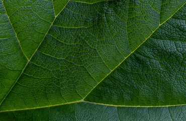 Obraz premium green leaf vein close up branch ornamental big nature tropical