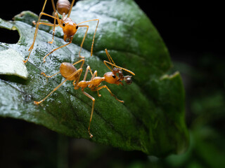 Close up shoot of red ants on a leaf