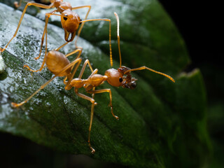 Close up shoot of red ants on a leaf