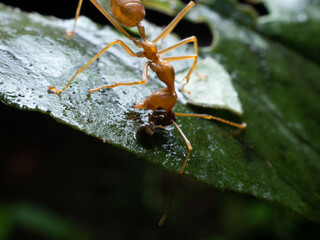 Close up shoot of red ants on a leaf