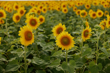 Fototapeta premium Sunflower natural background against a blue sky plantation unaltered