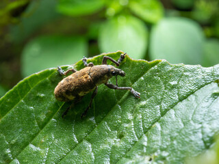 Close up shoot of Weevils beetles