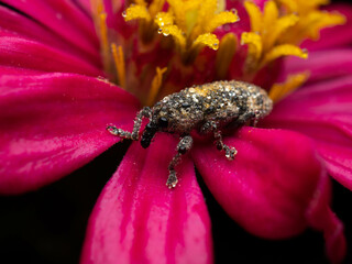Close up shoot of Weevils beetles