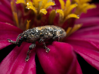 Close up shoot of Weevils beetles