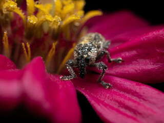 Close up shoot of Weevils beetles