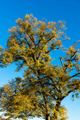 Fototapeta premium Linde mit Herbstlaub auf dem Württemberg in Stuttgart