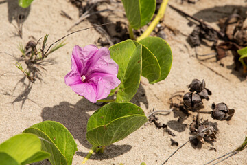 blossom of beach