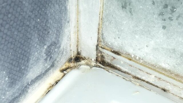 Black mold fungus growing on shower tiles in bathroom. Dampness problem concept.