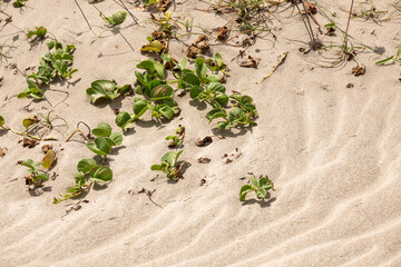 sand texture