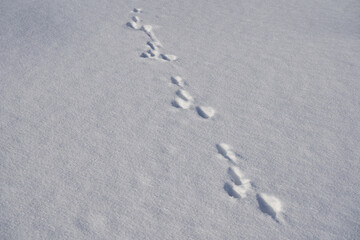 animal tracks in the snow,hare tracks in winter in the snow