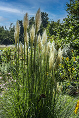 Ziergras im Garten noch nicht zusammen gebunden als Kälteschutz