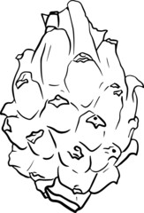 Vector hand drawn set of pitaya. Dragon fruit illustration. Delicious tropical vegetarian objects.