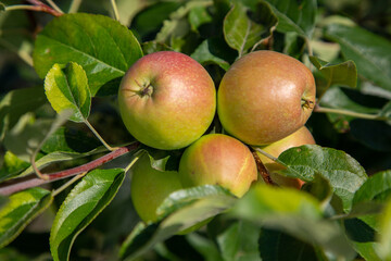 Red Pomegranate Harvest at Tree in Sunny day