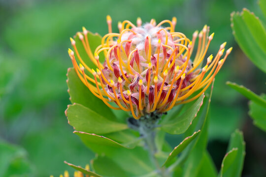 Common Pincushion Protea (Leucospermum cordifolium), Cape Town