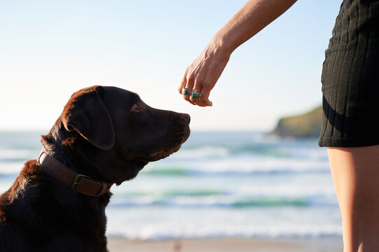 Owner training obedient dog on grassy shore