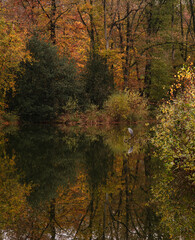 heron bird reflection in the water of a autumn colored forest