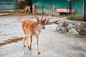 Spotted deer with red horns at the zoo