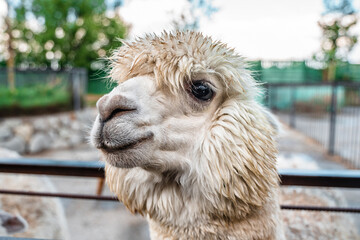 Obraz premium Portrait of a cute white llama at the zoo