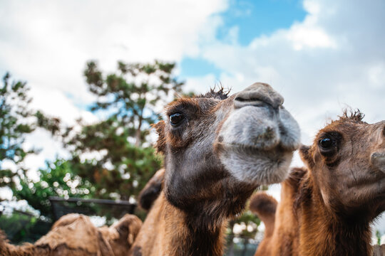 Camel muzzles close-up at the zoo