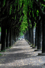 Fototapeta premium path in the park