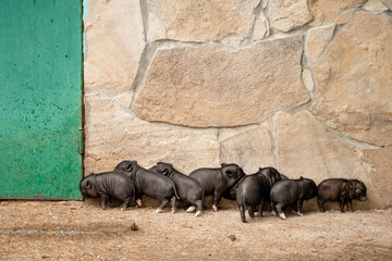 Lots of little black piglets, baby mini pig