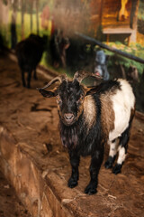 Fototapeta premium Portrait of a black goat on a farm