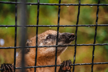 Cute coati beg for food from zoo visitors through a cage. Selective focus