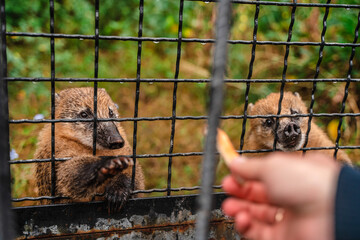 Cute coati beg for food from zoo visitors through a cage. Selective focus