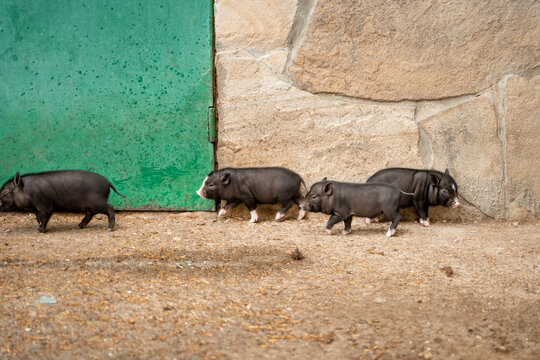 Lots of little black piglets, baby mini pig