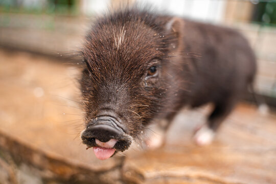 Cute little black piggy, portrait of mini pig