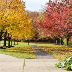 Naklejka premium Autumn leaves in the park