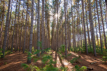 Red pines in a plantation are backlit by the sun.  Shot in the Ottawa Valley of Ontario, Canada in November.