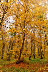 Autumn colors in the forest in November
