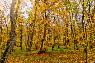 Autumn colors in the forest in November