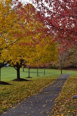 Naklejka premium Autumn leaves in the park