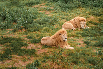 Naklejka premium Lions are resting on the grass