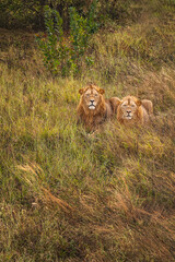 Naklejka premium Lions are resting on the grass