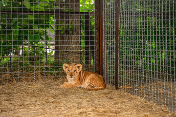 A little lion cub in an enclosure at the zoo