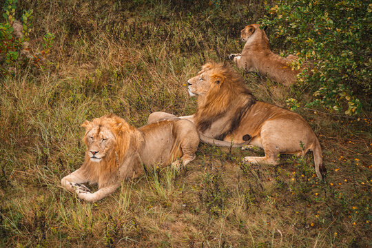 Lions are resting on the grass